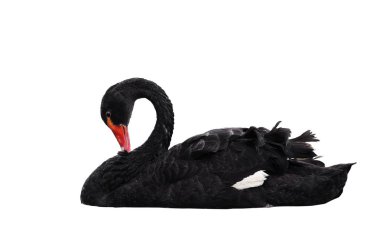 Siyah Kuğu Gölü beyaz izole sweaming '