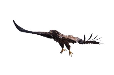 Kartal uçuş beyaz izole çıkartıyor