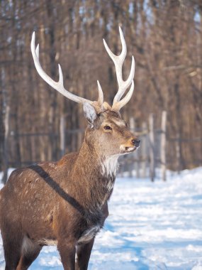 Güneş yakın çekim karlı ormanı geyik