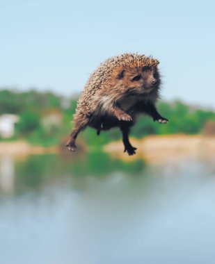 Göl üzerinde havada uçan kirpi