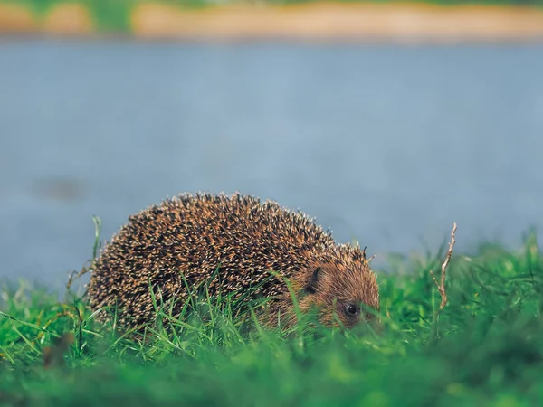 Riccio Che Viaggia Sull Erba Verde — Foto Stock