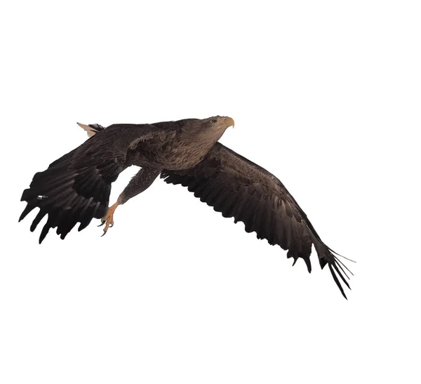 Eagle Zwarte Vliegen Ernstige Fullsize Geïsoleerd — Stockfoto