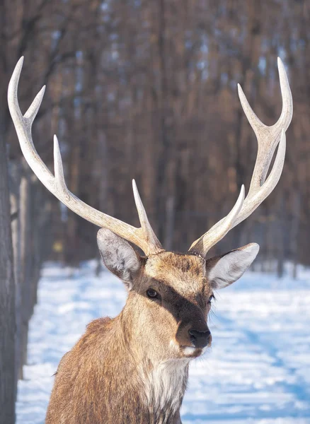 太陽のクローズ アップで雪に覆われた森で鹿 — ストック写真