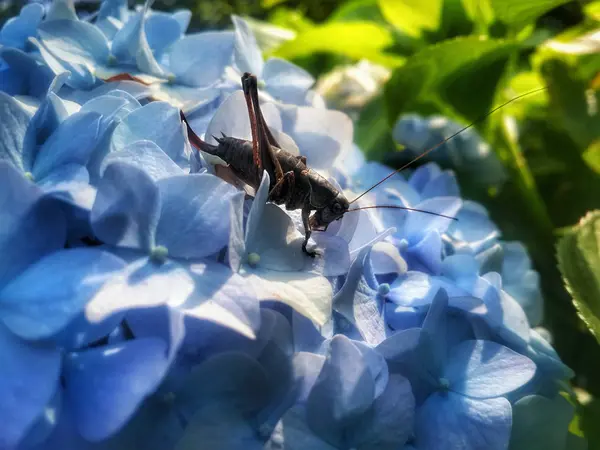 Gafanhoto Preto Flor Azul — Fotografia de Stock