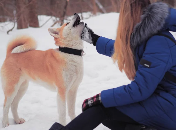 Блондинка Собакой Акита Ину Снегу — стоковое фото