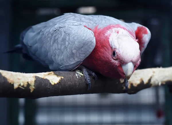 Papagei Fliegt Davon — Stockfoto