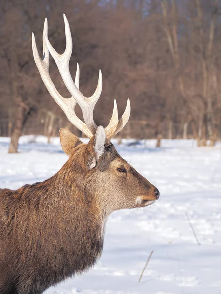 Herten Het Besneeuwde Bos Zon Close — Stockfoto