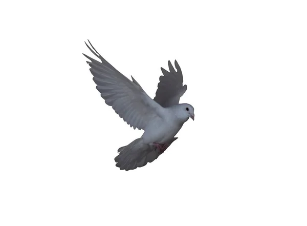 White Dove Flight Isolated White Side View Flying Right — Stock Photo, Image