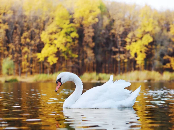 Cisne Blanco Sudando Hermoso Lago —  Fotos de Stock