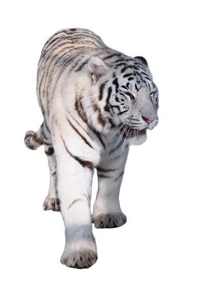 Tigre Branco Panthera Tigris Bengalensis Caminhando Isolado Branco — Fotografia de Stock