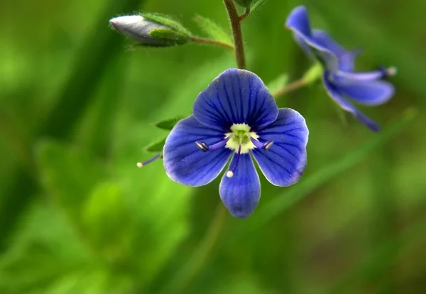 Kék Vad Virág Zöld Fűben — Stock Fotó