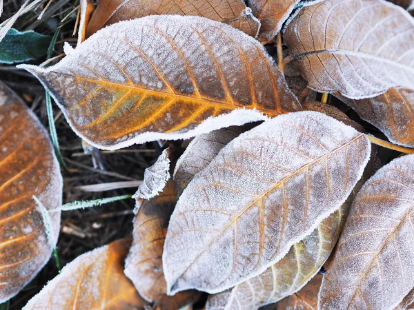 Frozen Icy Leaf Ground — Stock Photo, Image