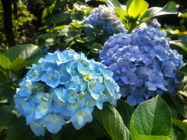 A lot of blue flowers hydrangea in the big green garden