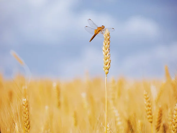 Chenille Usure Blé Champ Blé Jaune Sous Ciel Bleu — Photo