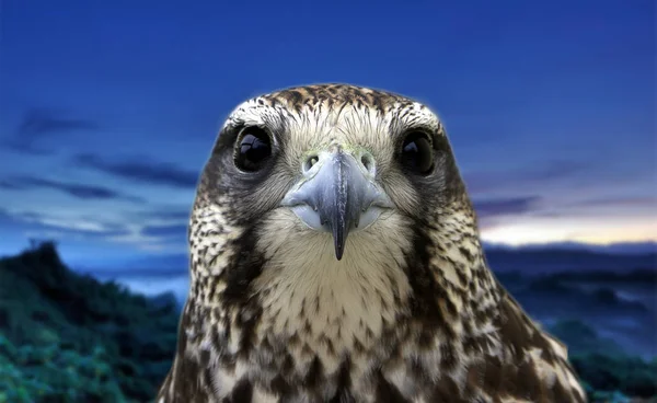 Portrait Aigle Sur Fond Bleu — Photo