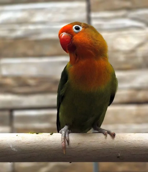 Papagei Klein Grün Mit Rotem Gefieder Kopf — Stockfoto