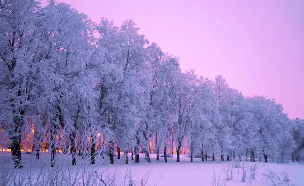 Замороженные Зимние Деревья Поле — стоковое фото