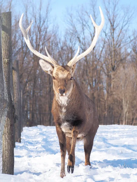 Cerfs Dans Forêt Enneigée Soleil Gros Plan — Photo