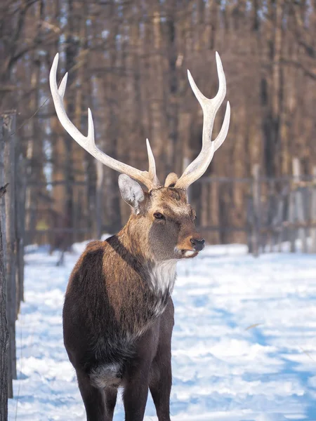 Cerfs Dans Forêt Enneigée Soleil Gros Plan — Photo