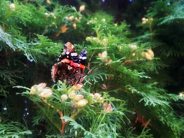 Μαύρο Κόκκινες Και Άσπρες Κηλίδες Πεταλούδα Στο Δέντρο — Φωτογραφία Αρχείου