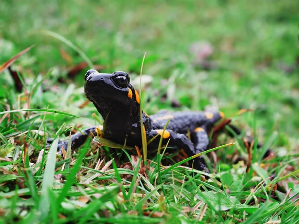 Salamandra Pedra Grama Verde Nas Montanhas Carpatian — Fotografia de Stock