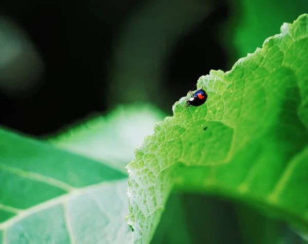 Lady Bug Στο Καταπράσινο Γρασίδι — Φωτογραφία Αρχείου