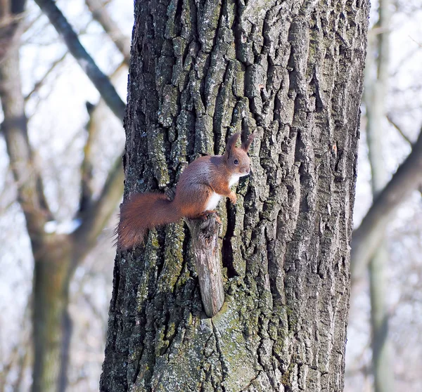 Wiewiórka Zaśnieżony Las — Zdjęcie stockowe