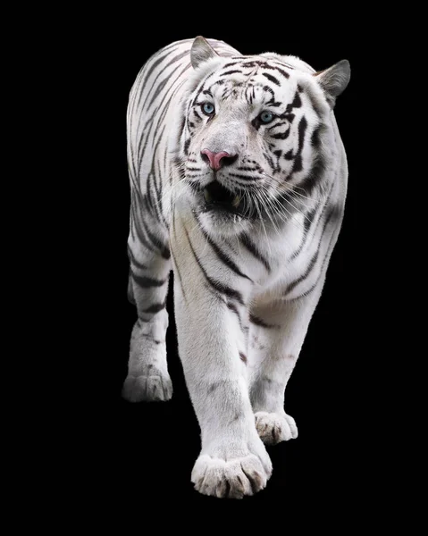 Tigre Branco Isolado Preto — Fotografia de Stock