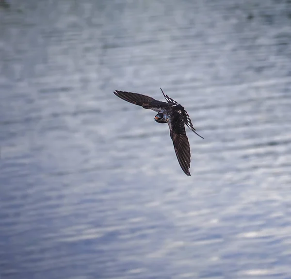 Tragar Vuelo Sobre Lago — Foto de Stock