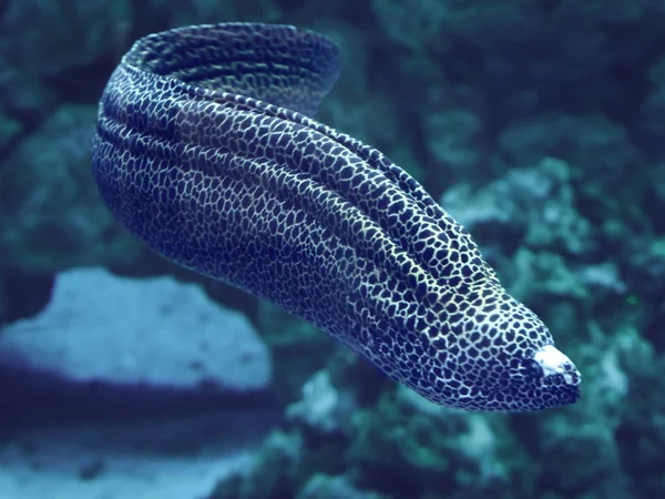 Murena Enorme Serpente Sudando Blu Dell Oceano — Foto Stock