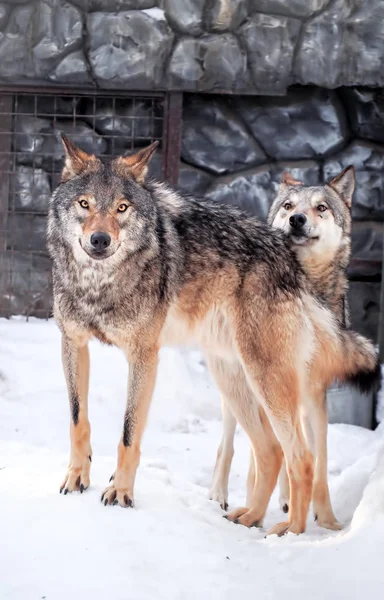 Grijze Wolf Sneeuw Close — Stockfoto