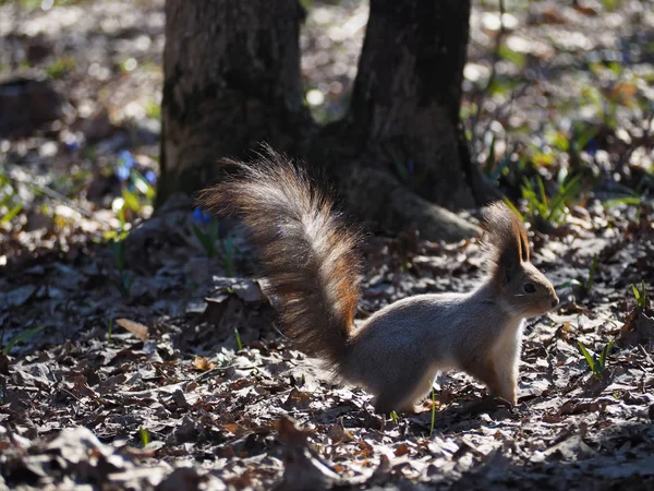 Eichhörnchen Rot Beim Waldspaziergang — Stockfoto