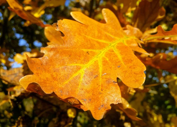 Red Oak Leaf Sun — Stock Photo, Image