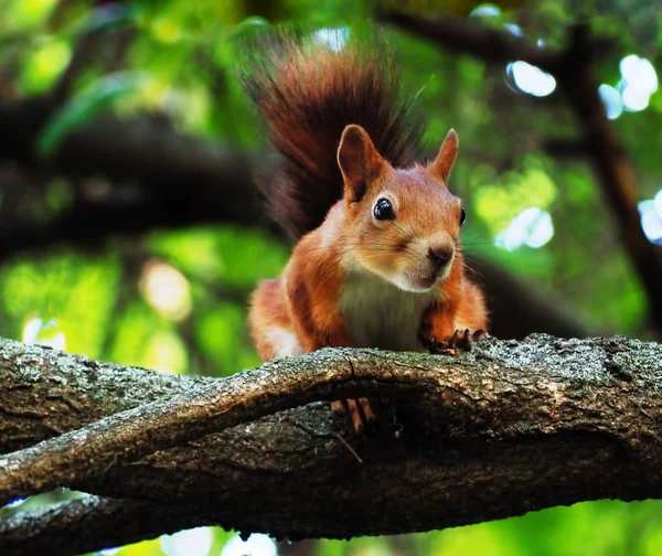 Eichhörnchen Niedlich Sitzt Baum Und Schaut Die Kamera Lustig — Stockfoto