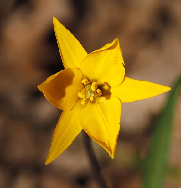 Жовта Дика Квітка Коричневому Фоні — стокове фото