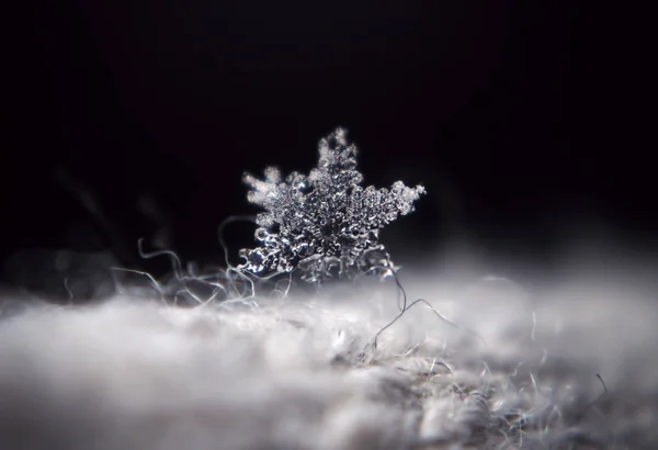 Snowfalke Впала Зірка Макрос — стокове фото