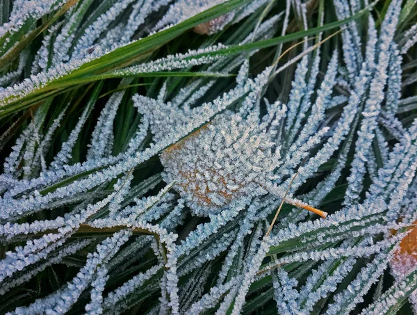 Close Yellow Frozen Leaves — Stock Photo, Image