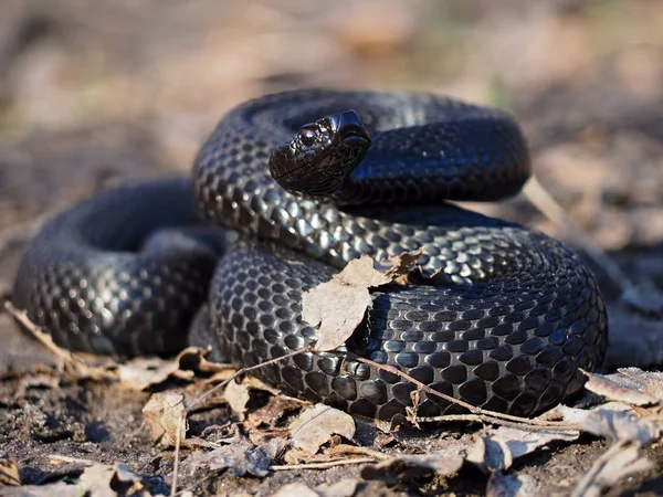 Cobra Negra Floresta Folhas Enroladas Bola — Fotografia de Stock