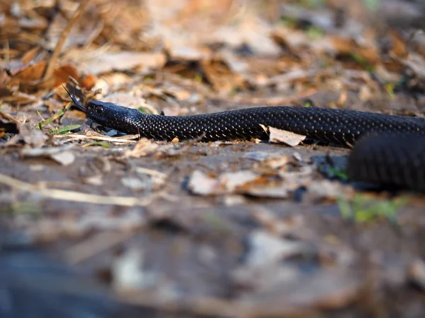 Black Dangerous Snake Forest Colorfull Leaves — Stock Photo, Image