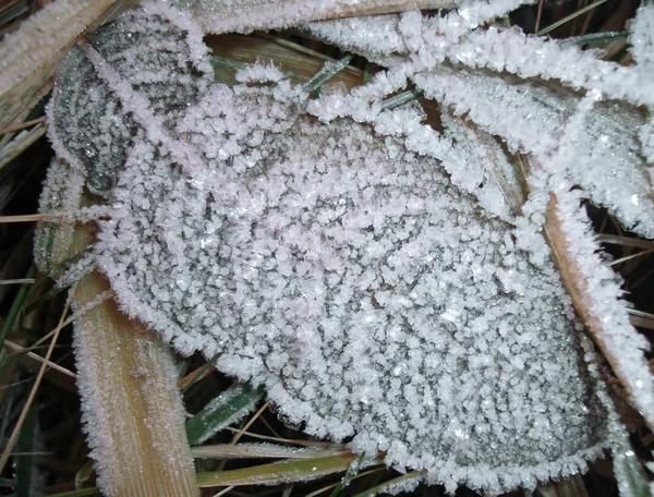 Hoja Congelada Cubierta Hielo —  Fotos de Stock