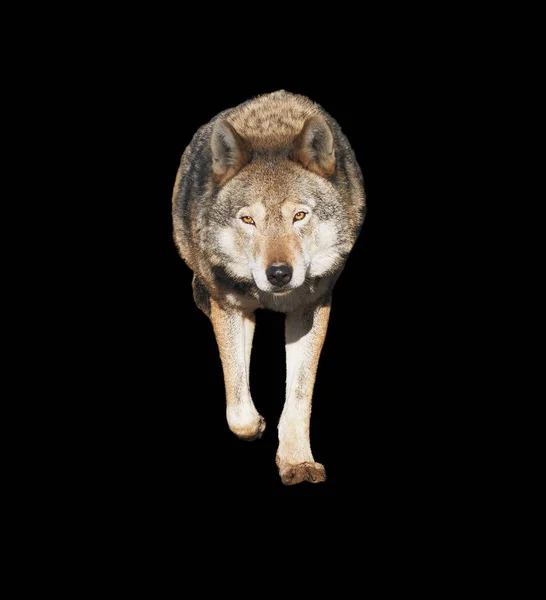 Волк Стоит Серый Полный Рост Симпатичный — стоковое фото