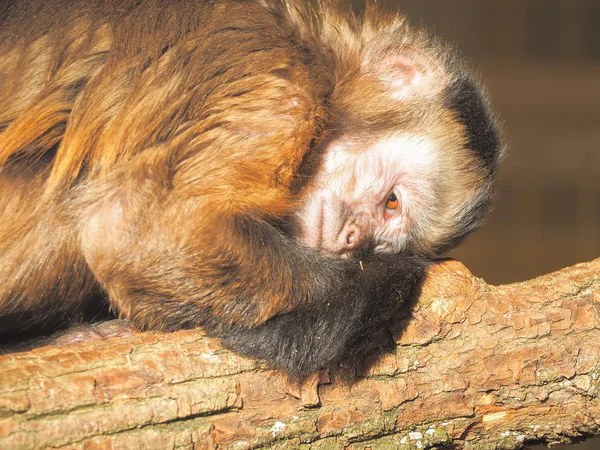 Scimmia Rossa Sole Vicino — Foto Stock