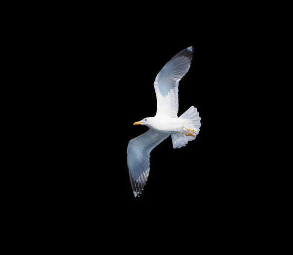 Seagul Flyger Mörk Bakgrund — Stockfoto