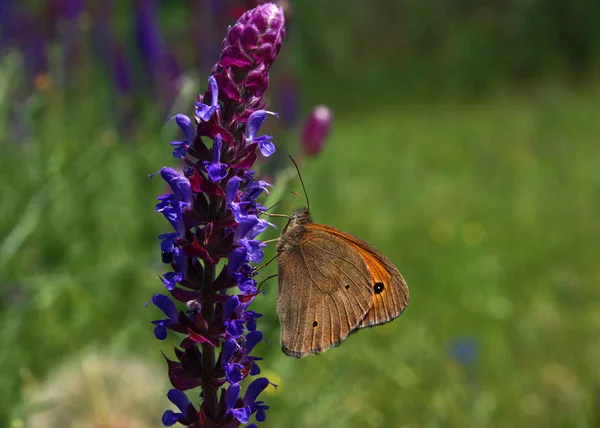 Butterfly Oranje Grauw Lycaon Een Zonnige Bloem — Stockfoto