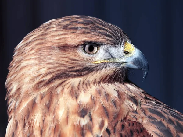 Hawk Buteo Primo Piano Toni Rossi Blu Guardando Destra — Foto Stock