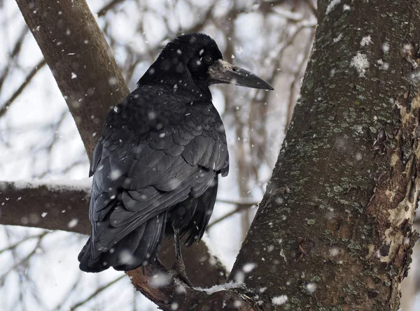 Schwarzer Rabe Sitzt Bei Schneefall Baum — Stockfoto