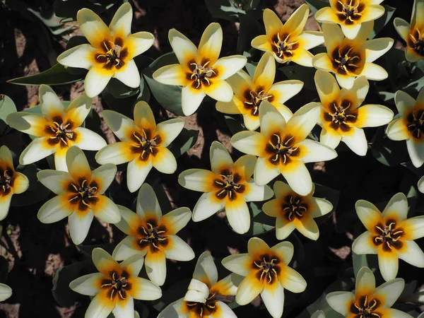 Białe Żółte Tulipany Wielu Widok Góry — Zdjęcie stockowe
