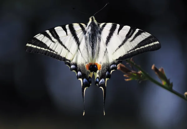 Mavi Arka Plan Beyaz Kelebek Machaon Yakın Çekim Üstten Görünüm — Stok fotoğraf