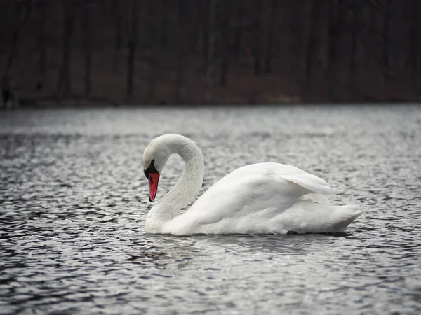 Cisne Branco Lago Solitário Grande — Fotografia de Stock