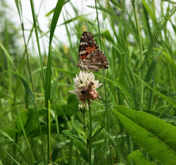 Kleurrijke Vlinder Bijen Zit Bloem — Stockfoto